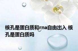 核孔是蛋白质和rna自由出入 核孔是蛋白质吗