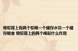 骆驼背上有两个驼峰一个储存水另一个储存粮食 骆驼背上的两个峰起什么作用
