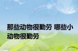 那些动物很勤劳 哪些小动物很勤劳