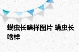 螨虫长啥样图片 螨虫长啥样