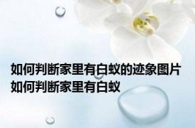 如何判断家里有白蚁的迹象图片 如何判断家里有白蚁