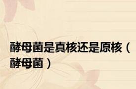 酵母菌是真核还是原核（酵母菌）