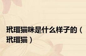 玳瑁猫咪是什么样子的（玳瑁猫）
