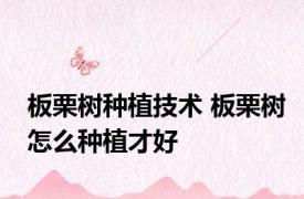 板栗树种植技术 板栗树怎么种植才好