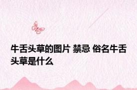 牛舌头草的图片 禁忌 俗名牛舌头草是什么