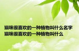 猫咪很喜欢的一种植物叫什么名字 猫咪很喜欢的一种植物叫什么