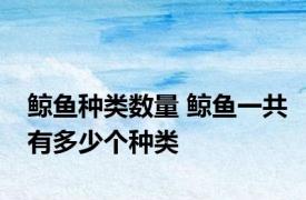 鲸鱼种类数量 鲸鱼一共有多少个种类