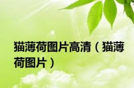 猫薄荷图片高清（猫薄荷图片）