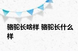 骆驼长啥样 骆驼长什么样