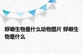 蜉蝣生物是什么动物图片 蜉蝣生物是什么