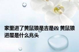 家里进了黄鼠狼是吉是凶 黄鼠狼进屋是什么兆头