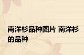 南洋杉品种图片 南洋杉的品种