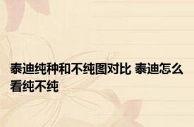 泰迪纯种和不纯图对比 泰迪怎么看纯不纯
