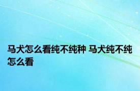 马犬怎么看纯不纯种 马犬纯不纯怎么看