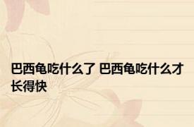 巴西龟吃什么了 巴西龟吃什么才长得快