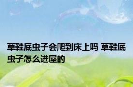 草鞋底虫子会爬到床上吗 草鞋底虫子怎么进屋的