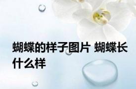 蝴蝶的样子图片 蝴蝶长什么样