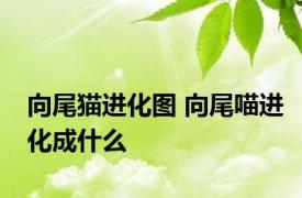 向尾猫进化图 向尾喵进化成什么
