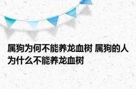 属狗为何不能养龙血树 属狗的人为什么不能养龙血树