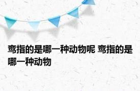 鸾指的是哪一种动物呢 鸾指的是哪一种动物
