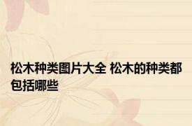 松木种类图片大全 松木的种类都包括哪些