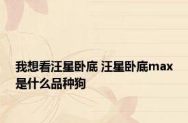 我想看汪星卧底 汪星卧底max是什么品种狗