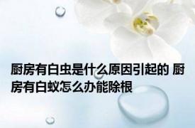 厨房有白虫是什么原因引起的 厨房有白蚁怎么办能除根