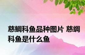 慈鲷科鱼品种图片 慈绸科鱼是什么鱼