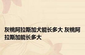 灰桃阿拉斯加犬能长多大 灰桃阿拉斯加能长多大