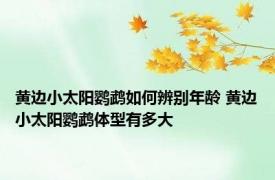 黄边小太阳鹦鹉如何辨别年龄 黄边小太阳鹦鹉体型有多大