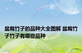 盆栽竹子的品种大全图解 盆栽竹子竹子有哪些品种