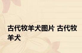 古代牧羊犬图片 古代牧羊犬 