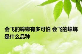 会飞的蟑螂有多可怕 会飞的蟑螂是什么品种