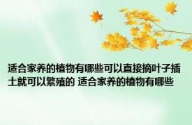 适合家养的植物有哪些可以直接摘叶子插土就可以繁殖的 适合家养的植物有哪些