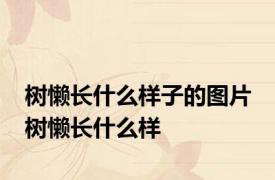 树懒长什么样子的图片 树懒长什么样