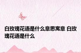 白玫瑰花语是什么意思寓意 白玫瑰花语是什么