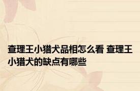 查理王小猎犬品相怎么看 查理王小猎犬的缺点有哪些