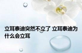 立耳泰迪突然不立了 立耳泰迪为什么会立耳
