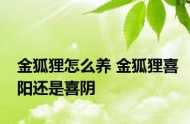 金狐狸怎么养 金狐狸喜阳还是喜阴