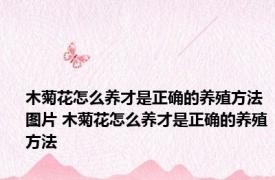 木菊花怎么养才是正确的养殖方法图片 木菊花怎么养才是正确的养殖方法