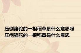 压倒骆驼的一根稻草是什么意思呀 压倒骆驼的一根稻草是什么意思