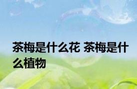 茶梅是什么花 茶梅是什么植物
