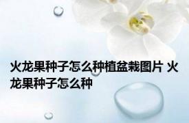火龙果种子怎么种植盆栽图片 火龙果种子怎么种