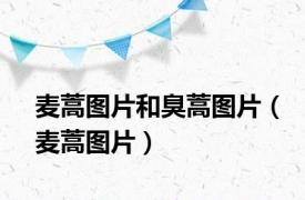 麦蒿图片和臭蒿图片（麦蒿图片）