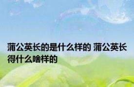 蒲公英长的是什么样的 蒲公英长得什么啥样的