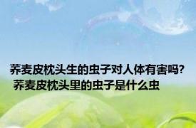 荞麦皮枕头生的虫子对人体有害吗? 荞麦皮枕头里的虫子是什么虫