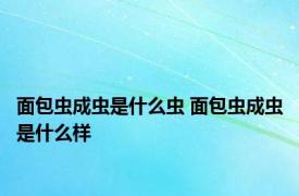 面包虫成虫是什么虫 面包虫成虫是什么样
