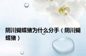 阴川蝴蝶猪为什么分手（阴川蝴蝶猪）
