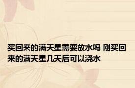 买回来的满天星需要放水吗 刚买回来的满天星几天后可以浇水