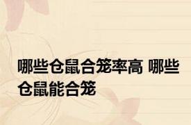 哪些仓鼠合笼率高 哪些仓鼠能合笼